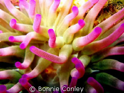 In the Pink seen at Isla Mujeres April 2006 while snorkel... by Bonnie Conley 
